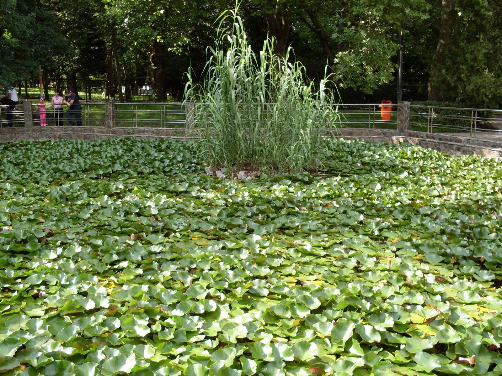 Lacul cu nuferi și stuful din mijloc
